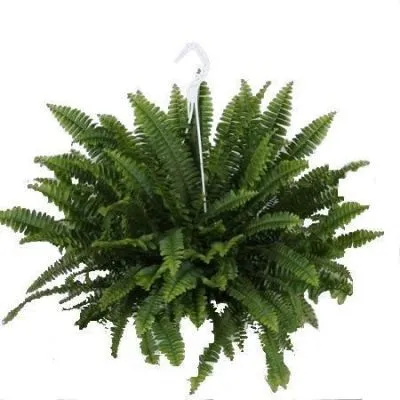 Нефролепис Грин Момент 19/55