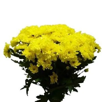 Хризантема кустовая желтая фото вживую в руках, состав, цветовая гамма 