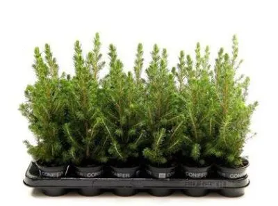 Ель Коника 15/50 фото в интернет-магазине Флоранж