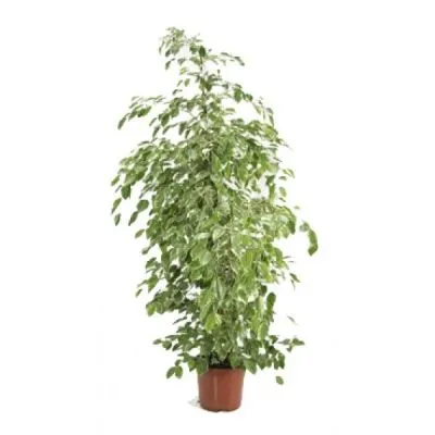 Фикус Бенджамина Голден Кинг 21/110 фото в интернет-магазине Флоранж