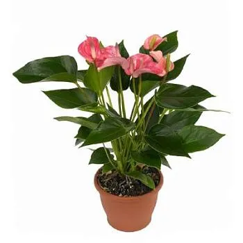 Антуриум андр. Париж Пинк 14/50