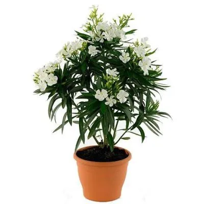 Олеандр Вайт 14/40 фото в интернет-магазине Флоранж