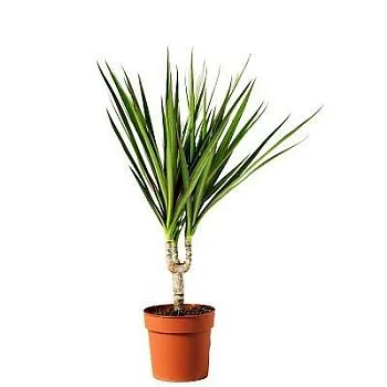 Драцена Марджината 12/45