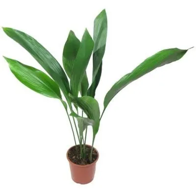 Аспидистра 17/70