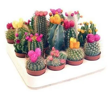 Кактус Маммилярия 05/10