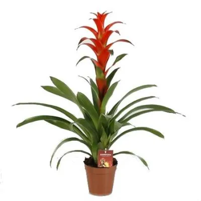 Гузмания Чик 12/40 фото в интернет-магазине Флоранж