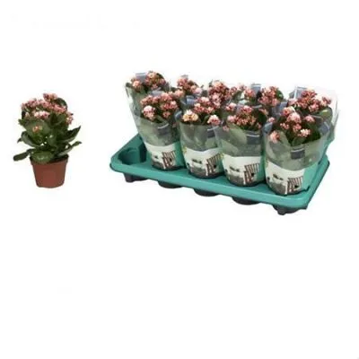 Каланхое Каландива Софт Пинк 10/25 фото в интернет-магазине Флоранж