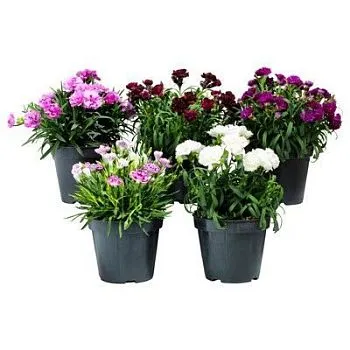 Диантус Микс 10/20