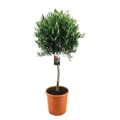 Олива Европа 32/130 фото в интернет-магазине Флоранж