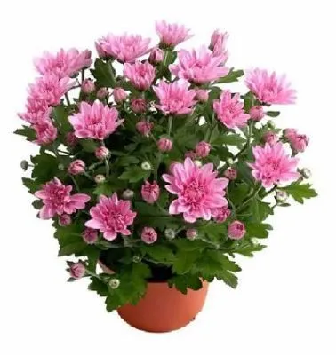 Хризантема кустовая Дабл пинк 12/25 фото в интернет-магазине Флоранж