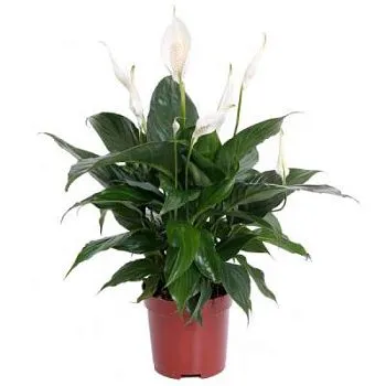 Спатифиллюм Краш Рондо 10/30 