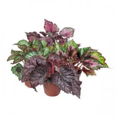 Бегония Блад Меджик Колор 13/30 фото в интернет-магазине Флоранж