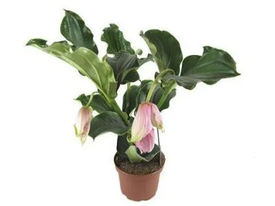 Мединилла Магнифика 14/30