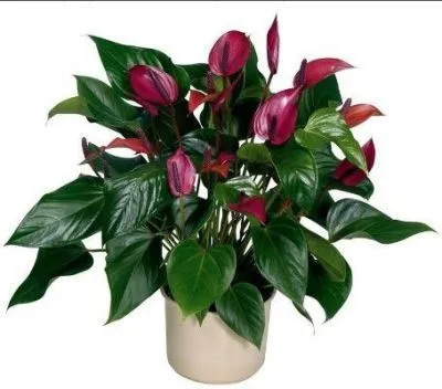 Антуриум Кавалли Лила 14/50 фото в интернет-магазине Флоранж