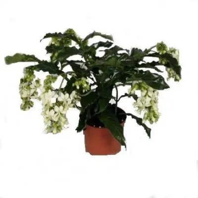 Клеродендрон Просперо 13/25 фото в интернет-магазине Флоранж