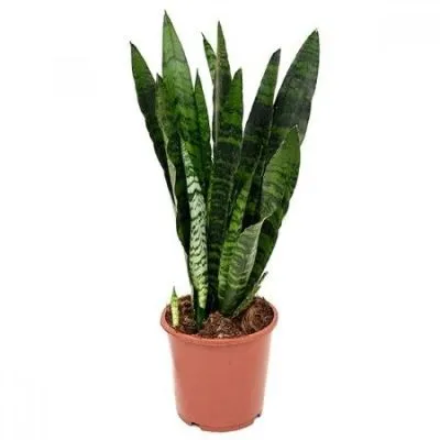 Сансевиерия Зеланика 17/65 фото в интернет-магазине Флоранж