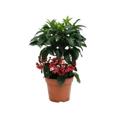 Ардизия Крената Ред 14/40 фото в интернет-магазине Флоранж