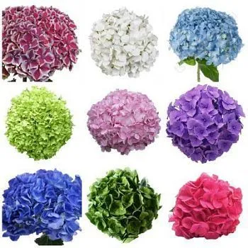 Гидрангия Микс; Колумбия фото вживую в руках, состав, цветовая гамма 