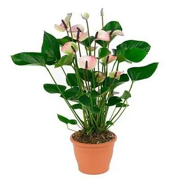 Антуриум андр. Пурпл 14/50