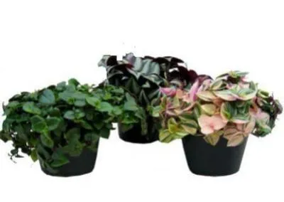 Традесканция Микс 12/25 (РОС) фото в интернет-магазине Флоранж