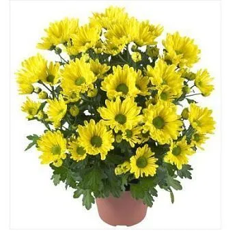 Хризантема кустовая Маргарита Йеллоу 13/30