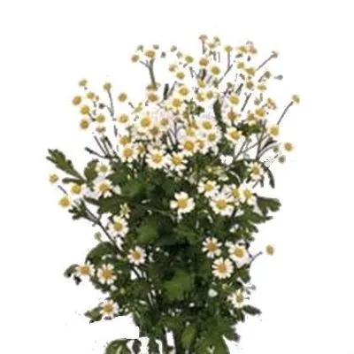 _матрикария сингл вегмо