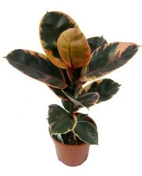 Фикус Эластик Белизе 12/40