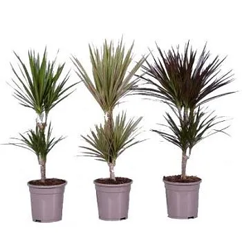 Драцена Марджината Микс 17/80 2 ств.