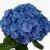 гидрангия Белла; Голландия фото в интернет-магазине Флоранж гидрангия Белла; Голландия фото в интернет-магазине Флоранж