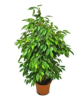 Фикус Бенджамина Анастасия 14/55 фото в интернет-магазине Флоранж