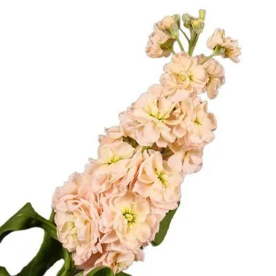 маттиола Милла Салмон фото в интернет-магазине Флоранж