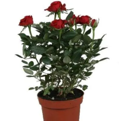 Роза Амороса Ред 14/30 фото в интернет-магазине Флоранж