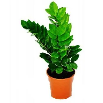 Замиокулкас Замиофолия 12/35