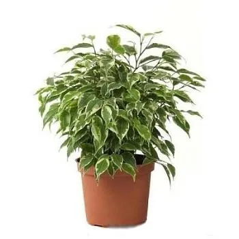 Фикус Бенджамина Кинки 12/30