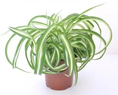 Хлорофитум Комосум Виттатум 21/60
