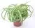 Хлорофитум Комосум Виттатум 21/60