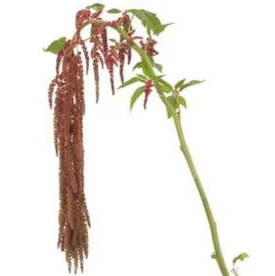 амаранта Корал Фонтан фото в интернет-магазине Флоранж