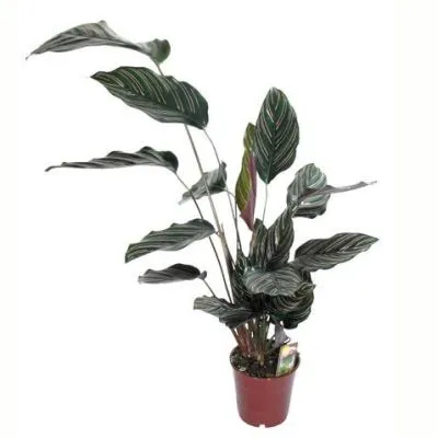 Калатея Сандериана 19/75 фото в интернет-магазине Флоранж