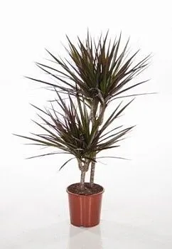 Драцена марджината Магента 17/70 2ств. (30/10)