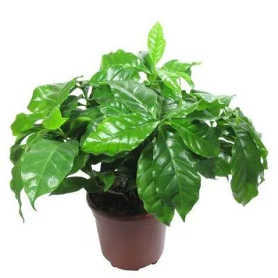 Кофе Арабика 09/25 декор