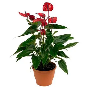 Антуриум Липстик Ред 14/50