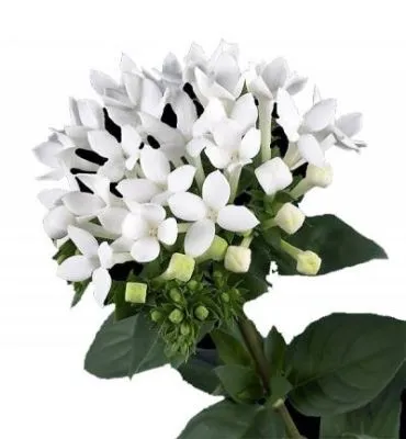 бовардия Вайт Сенсейшн фото в интернет-магазине Флоранж