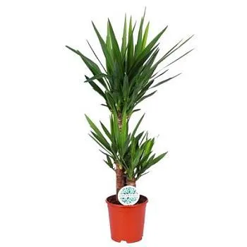 Фото Юкки в горшке 21 см, 3 ствола,  высота 1 м.