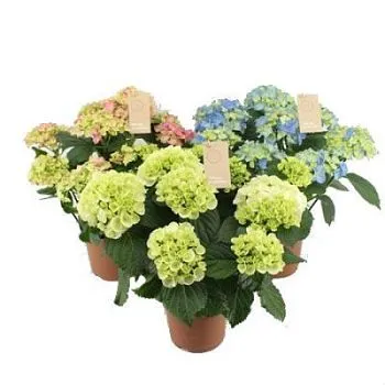 Гидрангия Макрофила Микс 15/40 РОС