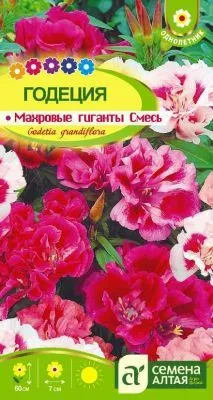 Годеция Махровые гиганты (цветной пакет) 0,2г; Семена Алтая фото в интернет-магазине Флоранж