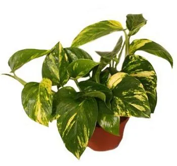 Эпипремнум Ауреум 12/20