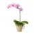 Фаленопсис микс 12/70 1 ств розовый Фаленопсис микс 12/70 1 ств розовый