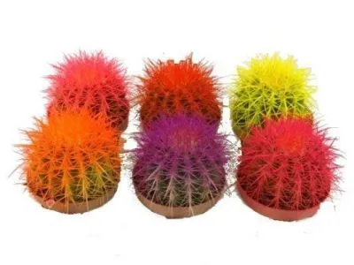Кактус Эхиногрузони 10/15 цветной фото в интернет-магазине Флоранж