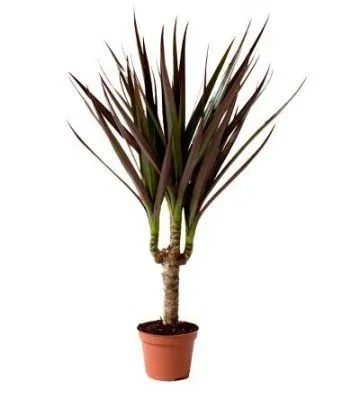 Драцена Магента 11/50  фото в интернет-магазине Флоранж