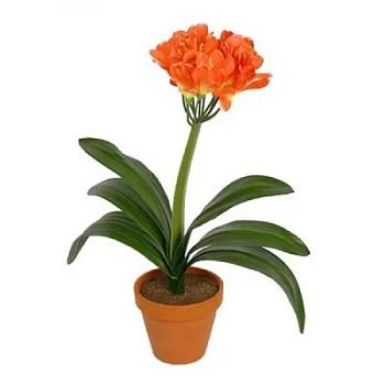 Кливия Миниата 13/45